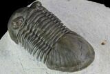 Paralejurus Trilobite Fossil - Excellent Preparation #87576-1